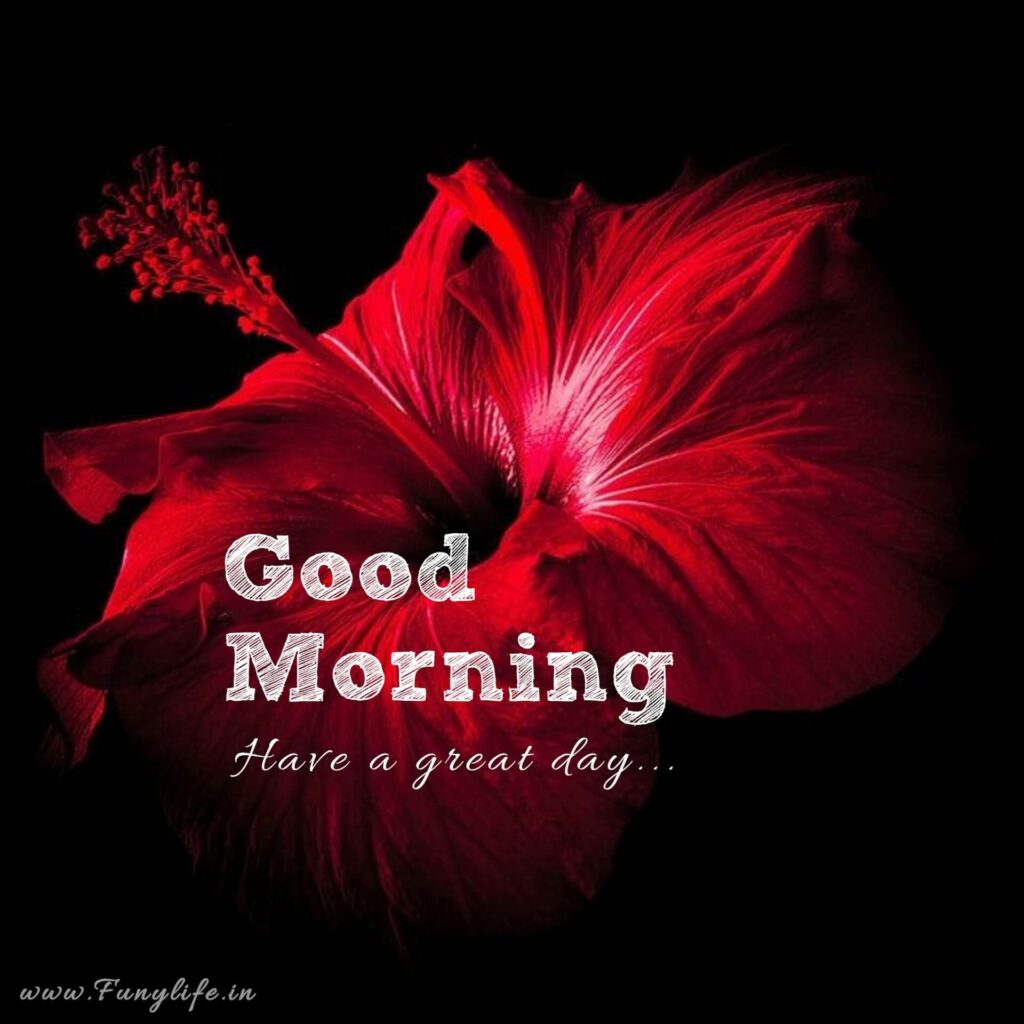 Beautiful Good Morning Images