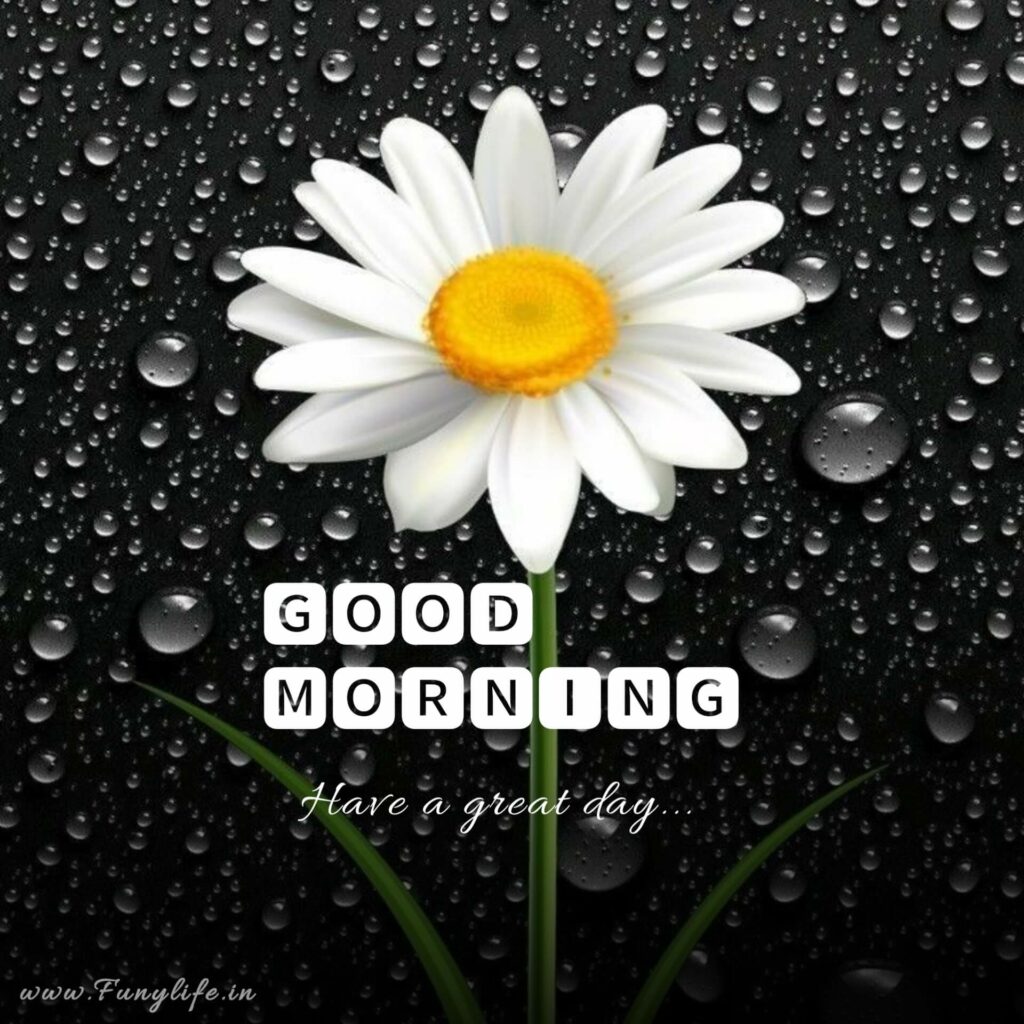 Fresh Good Morning Images