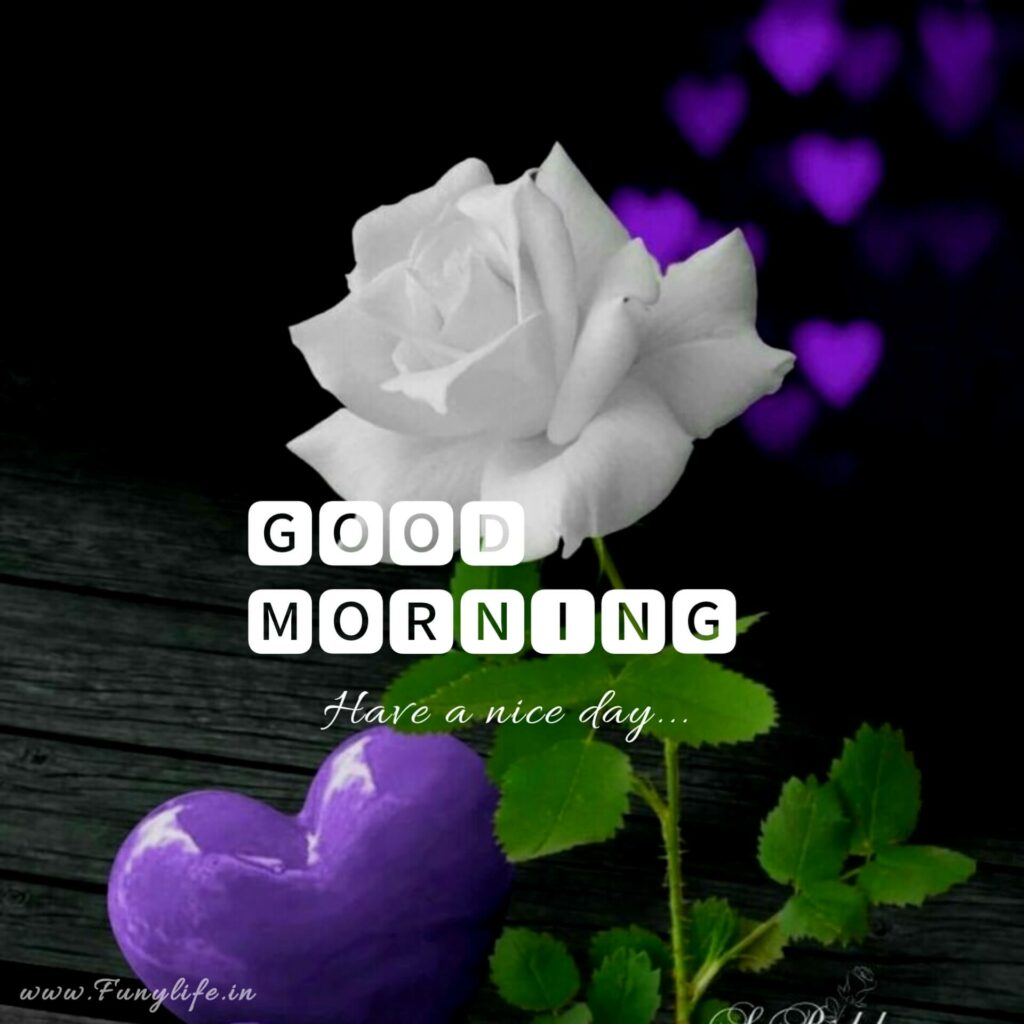 Beautiful Good Morning Images